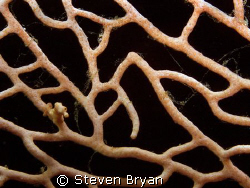 This is a pygmy sea horse on fan coral.  This species was... by Steven Bryan 
